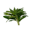 Picture of Mango Leaves (Ma Ilai)