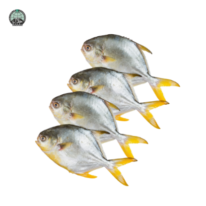 Picture of Fresh Golden Pomfret